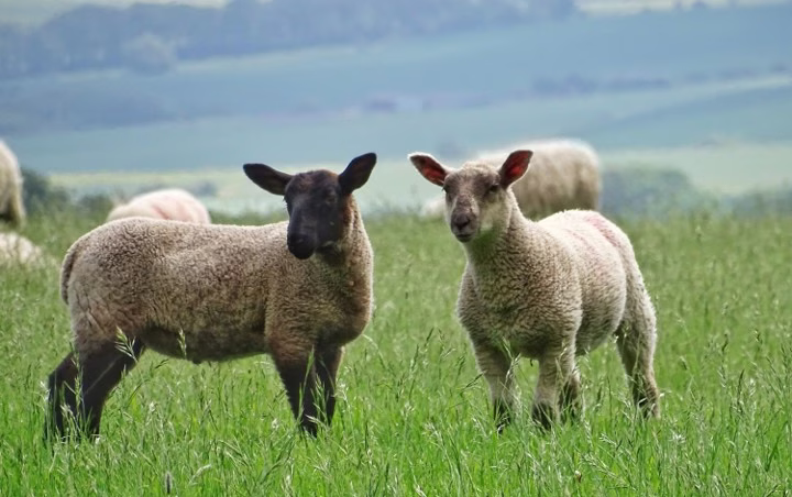 Web 2 lambs converted e1750661758843