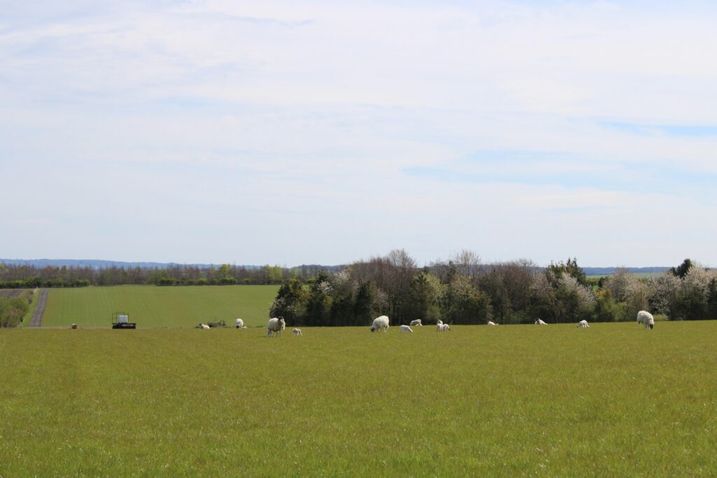 Web Sheep field converted